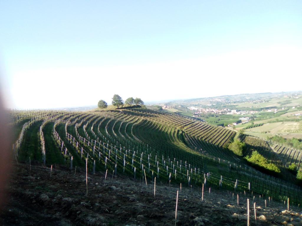 Domus Langhe B&B Treiso Exteriör bild